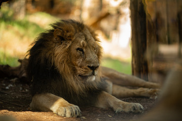 Plakat portrait of a lion. Face of a lion with a large mane