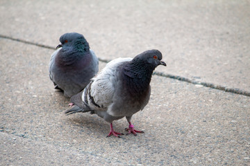 Pigeons in downtown Toronto.