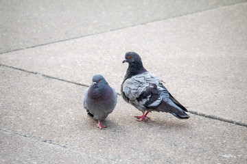 Pigeons in downtown Toronto.