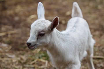 Obraz premium Goat kid playing in the barnyard on a small farm in Ontario, Canada.