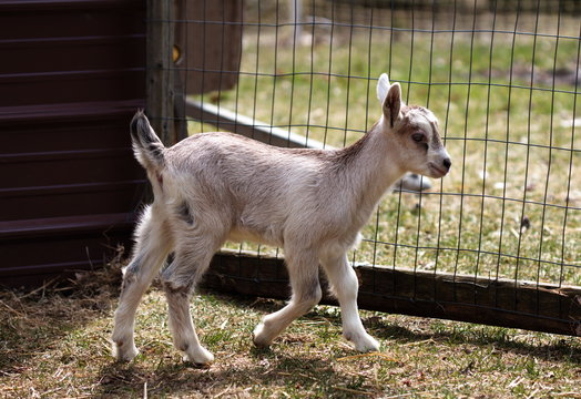 Goat kid playing in the barnyard on a small farm in Ontario, Canada.
