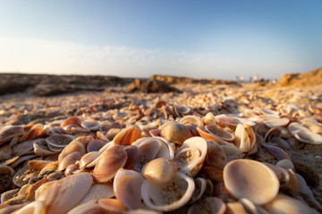 Close-up image of seashells, wide angle, blurred beach and sky in the background