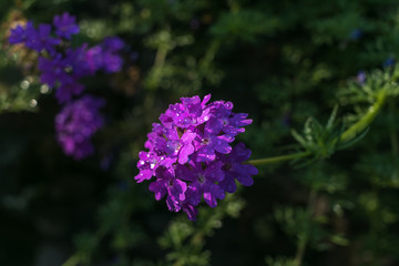 Glandularia purple flowers in the garden close-up