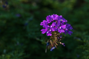 Purple Glandularia flowers growing in the garden