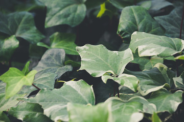 Growing Ivy