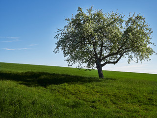 lonely tree on a hill