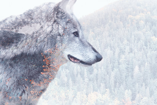 Double exposure image of a wolf and the forest
