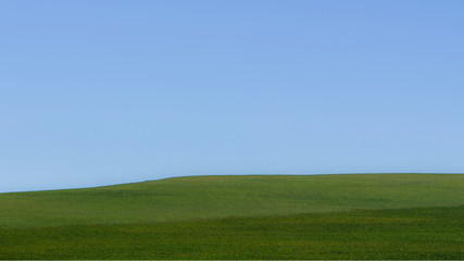 Horizon of green meadow