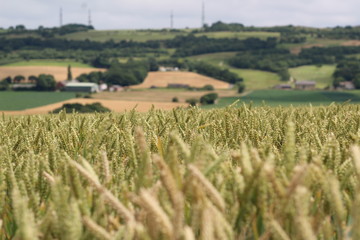 Fototapeta na wymiar field of wheat in summer