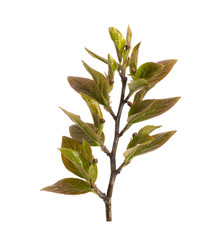 Fresh green leaves branch isolated on white background