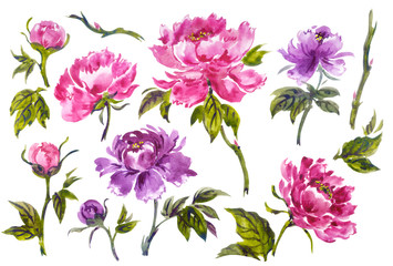 Set of peonies in the style of Chinese, Japanese, Korean painting, watercolor illustration on a white background, isolated.