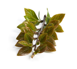 Fresh green leaves branch isolated on white background