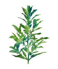 Laurel branch isolated on a white background. Decorative image for creative design of cards, invitations, banners, websites, posters, etc. Beautiful hand painted illustration. Green colour.