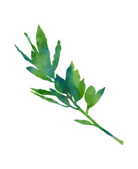 Green watercolour laurel branch isolated on a white background. Decorative image for creative design of cards, invitations, banners, websites, posters, etc. Beautiful hand painted illustration.