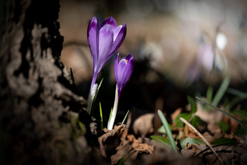 Violet crocus flower in spring