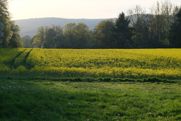 Fototapeta premium Landschaft