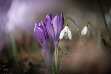 Violet crocus and snowdrop flowers in spring 