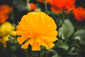 yellow flower in the garden