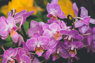 Fototapeta na wymiar Colorful pink and orange orchids