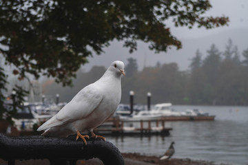 pigeon on the pier