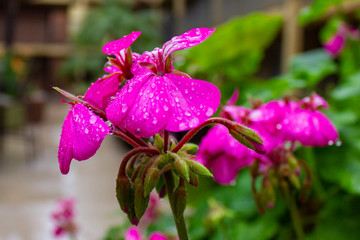 Purple Flowers