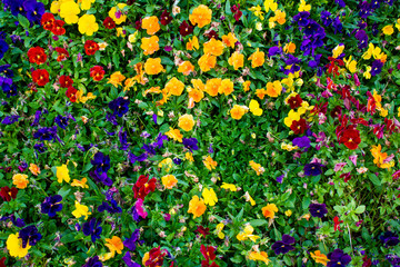 Bushel of Flowers