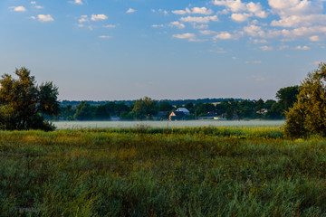 Fog on a meadow in morning on summer