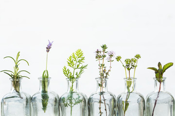 Bottle of essential oil with herbs lavender flower, rosemary ,flower of  canons,thyme and peppermint set up on white background.