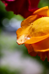 Petal Teardrop