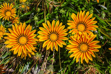 Treasure Flower