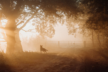 Beautiful dawn in the fog. The watchdog is on the horizon.