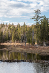Fototapeta premium A beautiful spring scenery and reflections at a beaver pond in springtime in late afternoon sun