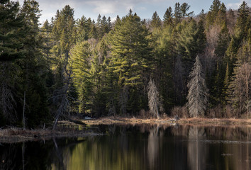 Fototapeta na wymiar A beautiful spring scenery and reflections at a beaver pond in springtime in late afternoon sun