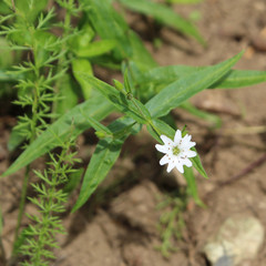 wild flowers in the forest