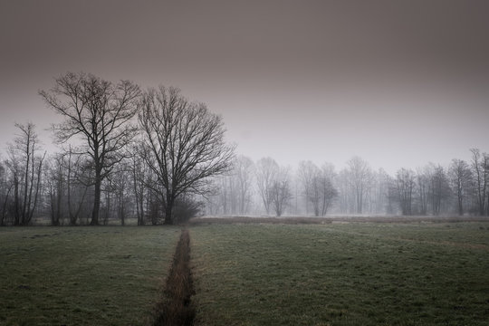 Ljubljana Marshes On Foggy Spring Morning