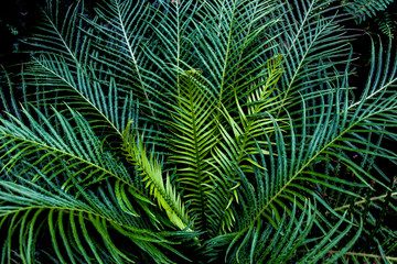 Fototapeta na wymiar palm tree leaf