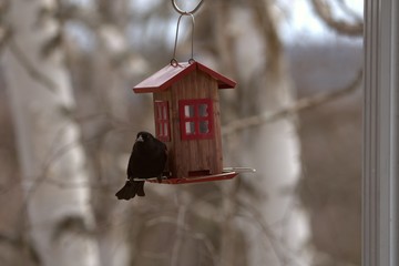 Carouge &agrave; &eacute;paulettes &agrave; la mangeoire