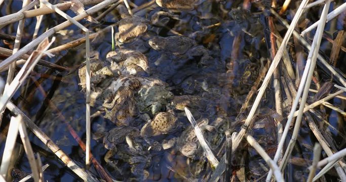group Common toad or European-toad, Bufo bufo in natural environment on spring pond, Czech Republic, Europe wildlife