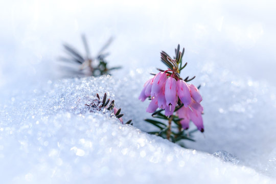 Spring heath growing out of snow