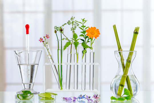 Herbal Medine Background : Panoramic Image Of A Laboratory Fresh Medicinal Plant And Flowers Ready For Experiment On Awhite Background