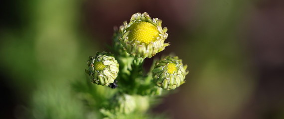 Opening scentless false mayweed buds ( Tripleurospermum inodorum ) revealing yellow disc florets