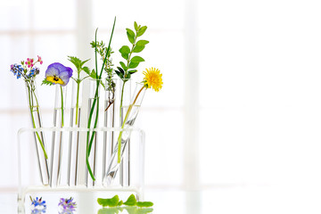 herbal medine Background : Panoramic image of a laboratory Fresh medicinal plant and Flowers ready for experiment on awhite background