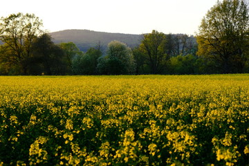 Obraz premium Landschaft