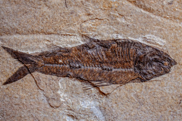 Fish fossil from the Green River Shale formation in western Wyoming