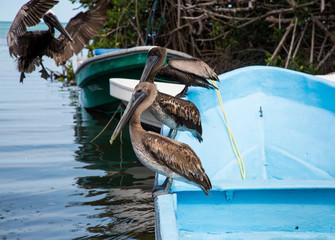 Pelicans lined up