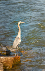 A gray heron standing on a rock at the rivers edge.