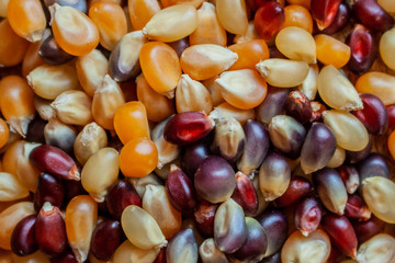 Corn kernel popcorn in varying colors