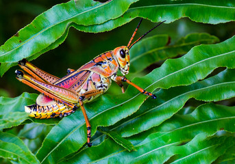 Grasshopper Framed by Leaves