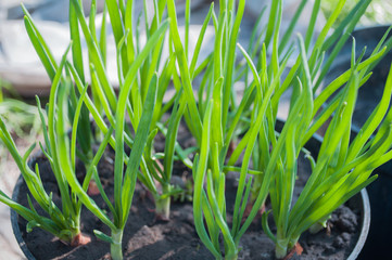 We plant onions in the spring in a pot. Planting onions for greens. Bulbs in the ground