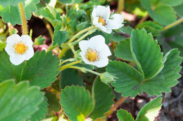 Flowering strawberries in April. Early varieties of strawberries. International Strawberry Day. Strawberry bush.